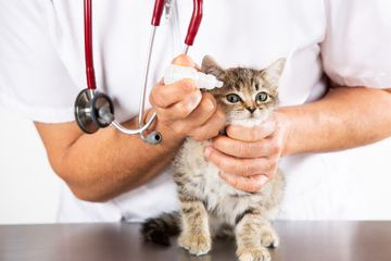Veterinaria con gato
