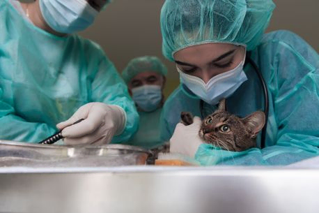 Cirugía gato